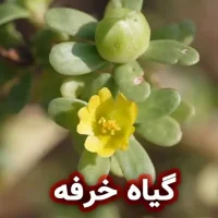 گیاه خرفه برای پوست و مو