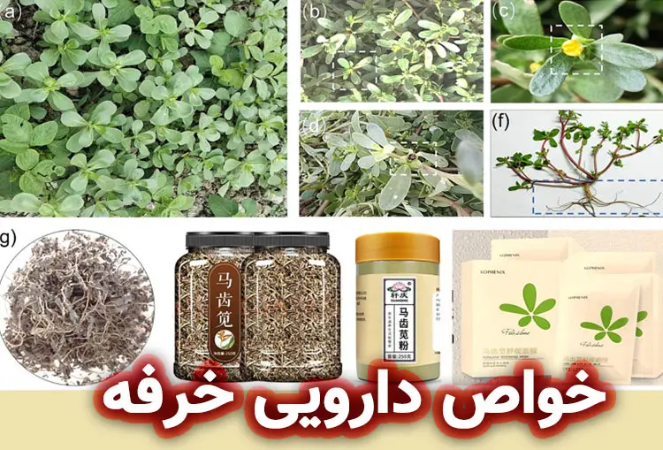 خواص دارویی خرفه