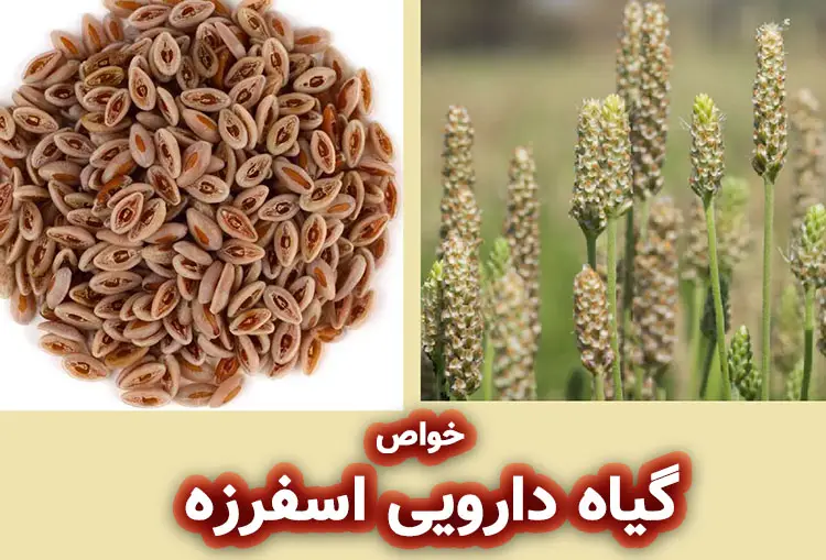 خواص گیاه دارویی اسفرزه برای پوست و مو