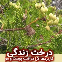 درخت زندگی: کاربرد ها در محصولات مراقبت پوست و مو