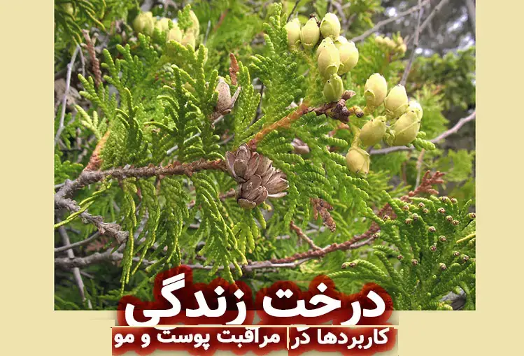 درخت زندگی: کاربرد ها در محصولات مراقبت پوست و مو