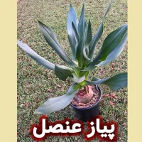 پیاز عنصل؛ راز زیبایی طبیعی در مراقبت از پوست و مو