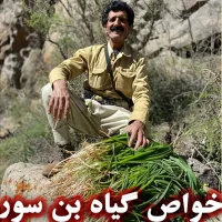 خواص درمانی گیاه بن‌ سور یا بن‌ صور یا بن‌ سرخ