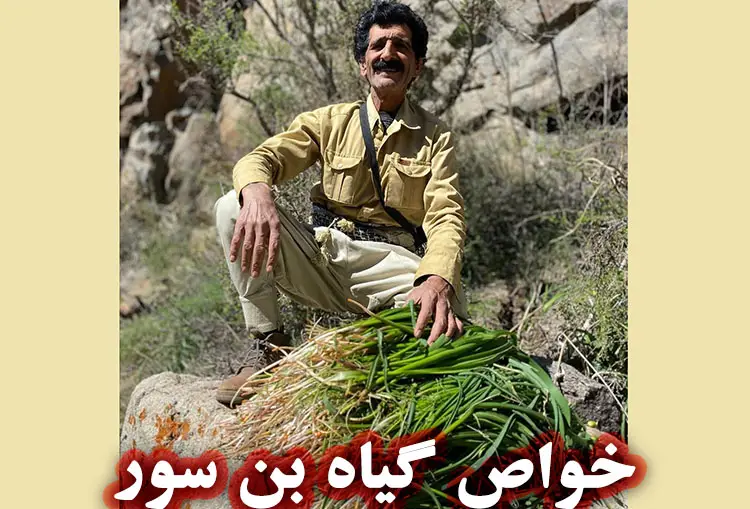 خواص درمانی گیاه بن‌ سور یا بن‌ صور یا بن‌ سرخ