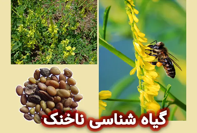 گیاه شناسی ناخنک