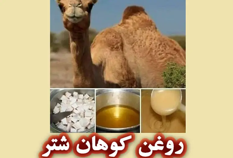 روغن کوهان شتر