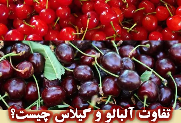 تفاوت آلبالو و گیلاس چیست؟