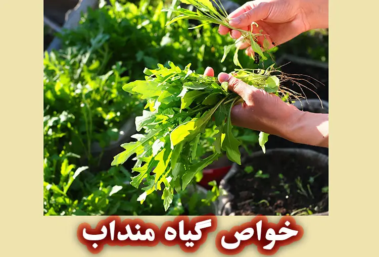 گیاه منداب یا شابانک