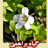 گیاه براهمی