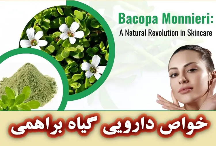  خواص دارویی شگفت‌انگیز گیاه براهمی