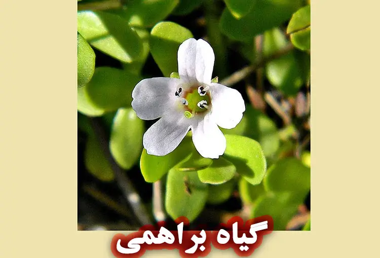 گیاه براهمی