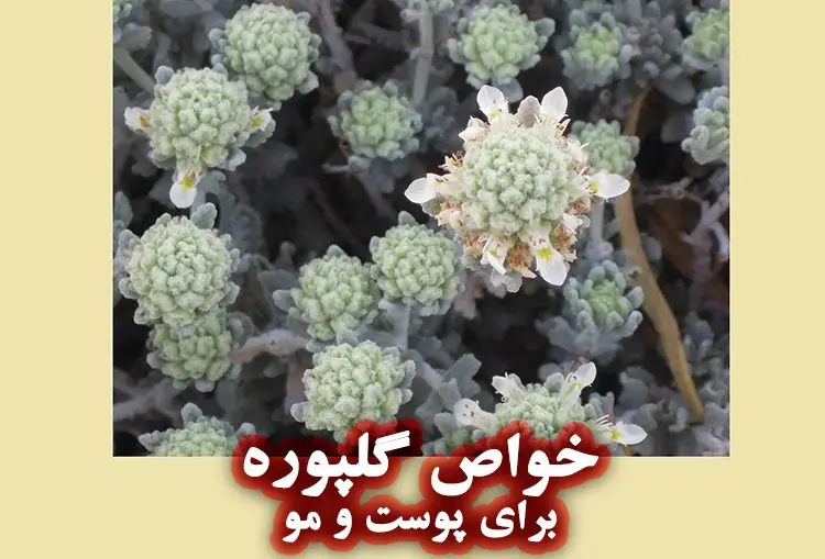 خواص گلپوره (مریم نخودی) برای پوست و مو + مضرات