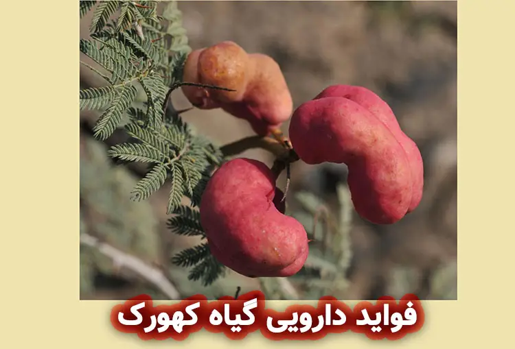 گیاه کهورک: فواید دارویی