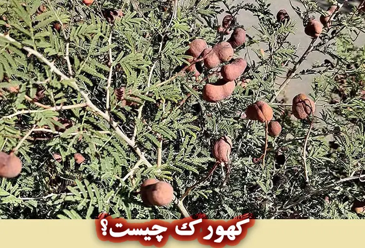 آشنایی با گیاه کهورک (جغجغه)