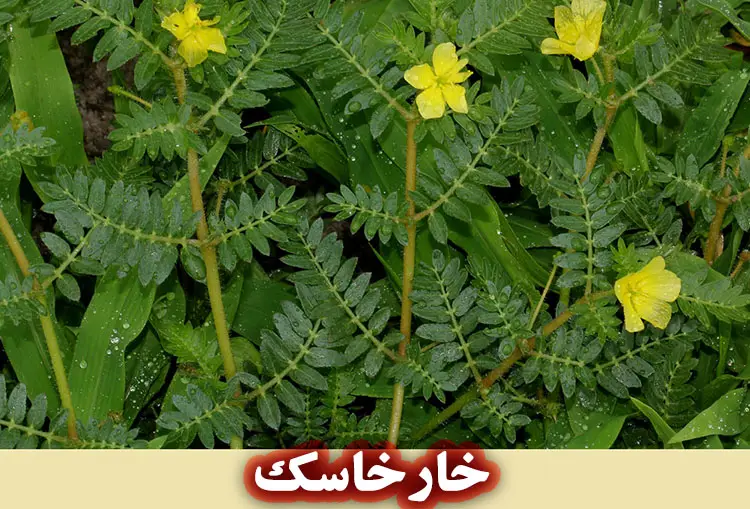 گیاه خارخاسک چیست؟