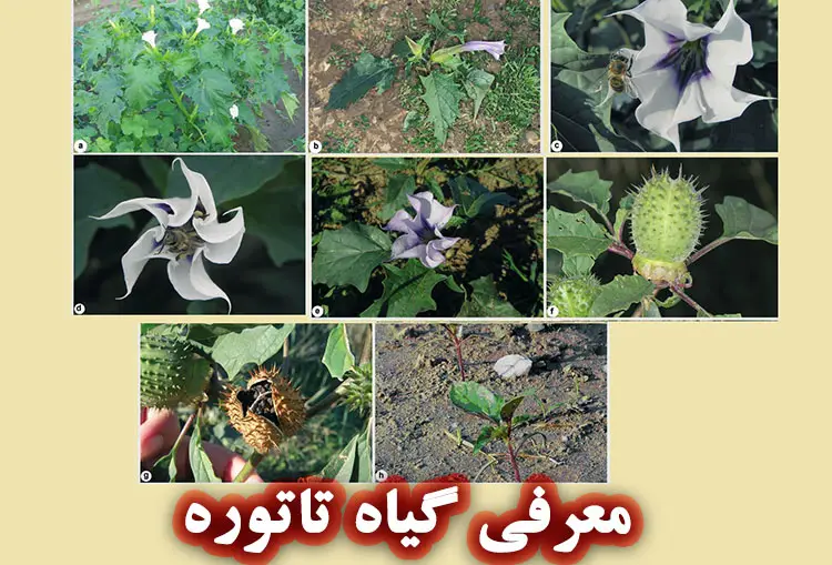 گیاه تاتوره