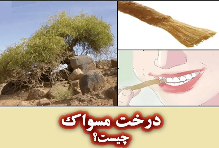 درخت مسواک چیست؟