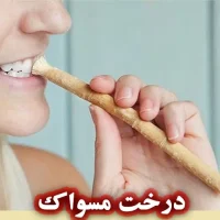 درخت مسواک: خواص و کاربردهای مسواک طبیعی در طب سنتی و مدرن درخت مسواک