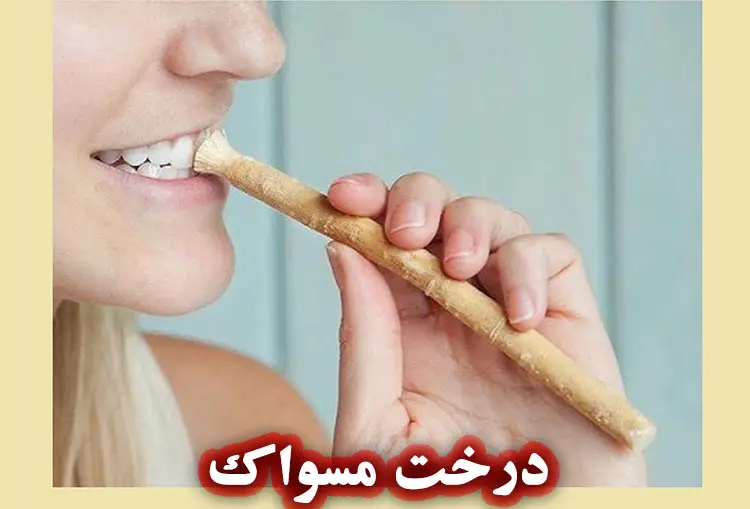 درخت مسواک