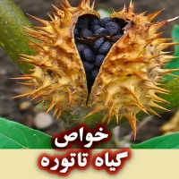 گیاه تاتوره