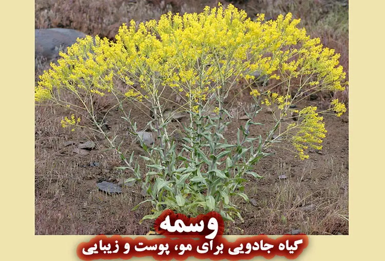 وسمه: گیاه جادویی برای مو، پوست و زیبایی