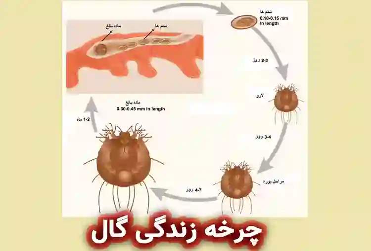 چرخه زندگی گال