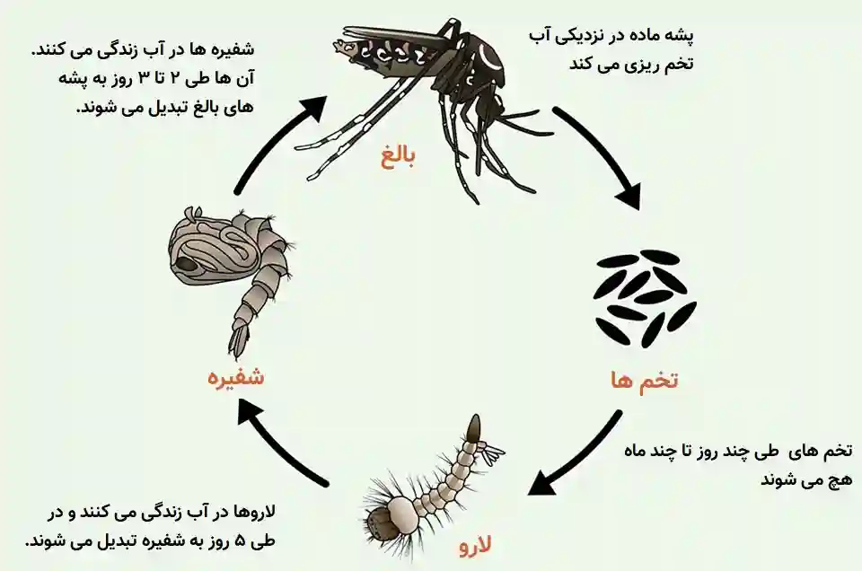 چرخه زندگی پشه آنوفل (ناقل مالاریا)