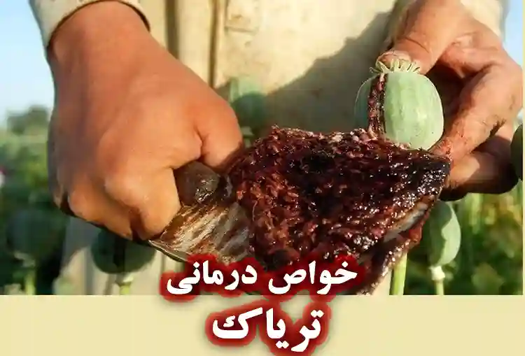 خواص درمانی تریاک