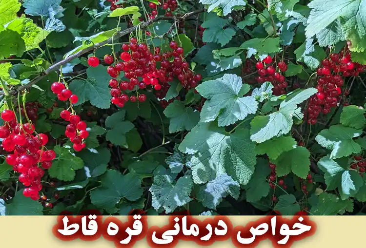 مهم‌ترین خواص درمانی قره‌ قاط