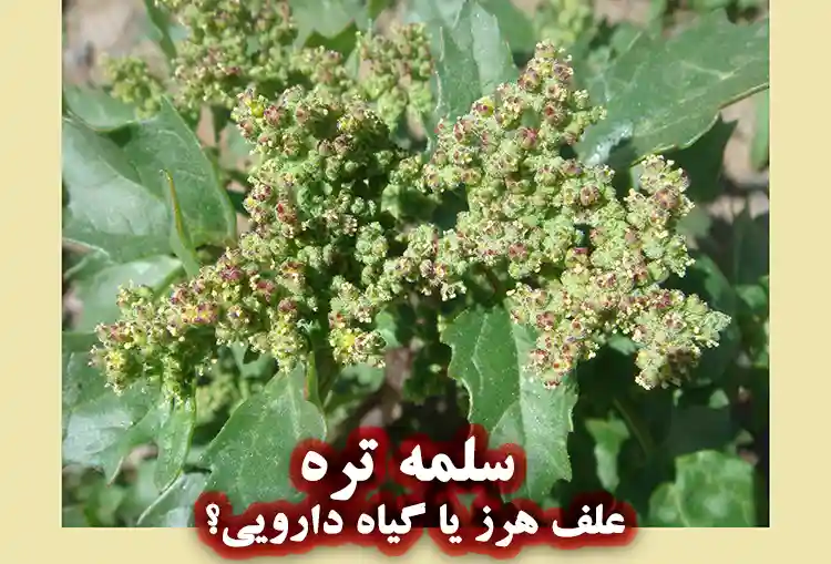 گیاه دارویی سلمه تره (سلمک) با فواید پوست و مو