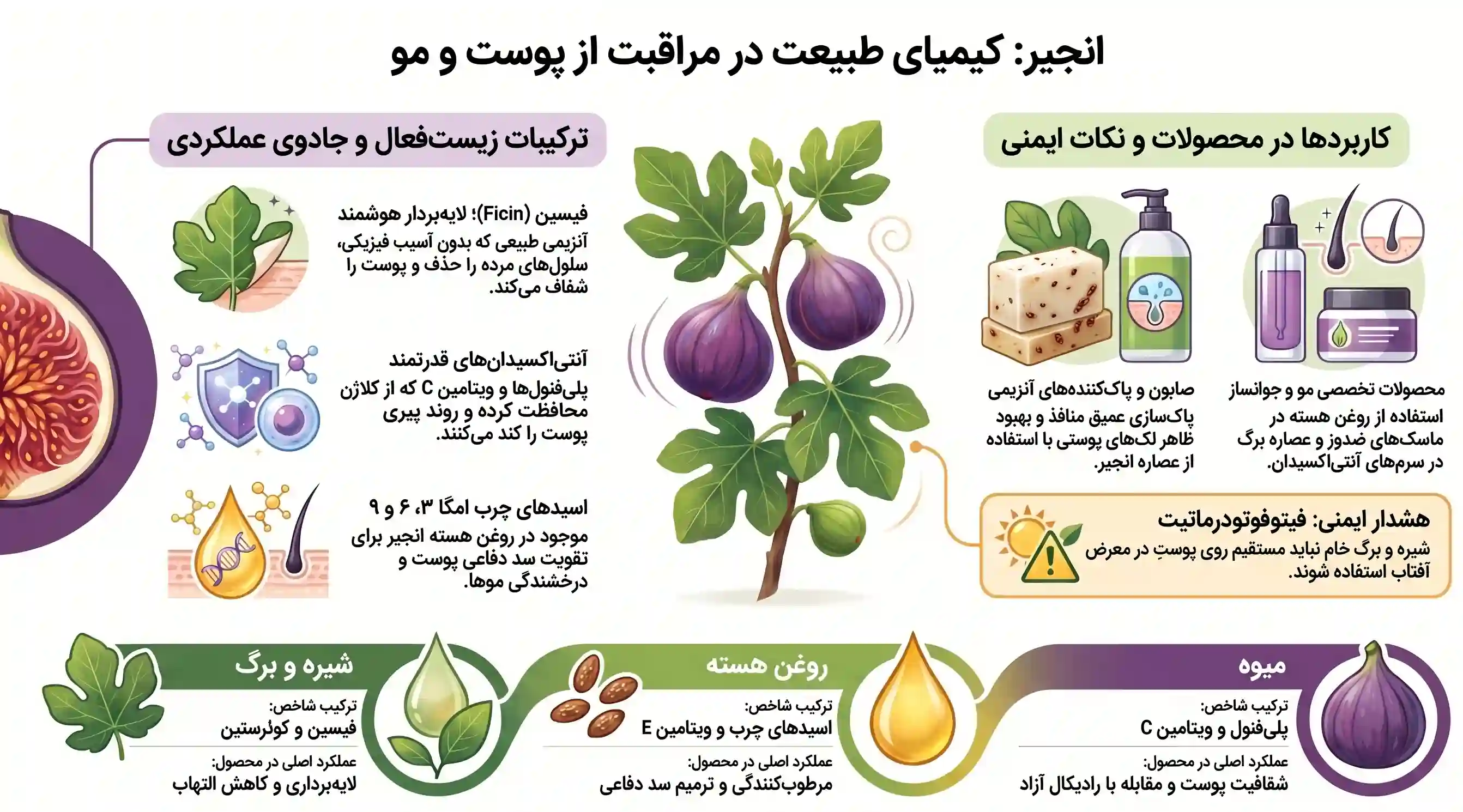 اینفوگرافیک خواص انجیر برای پوست و مو