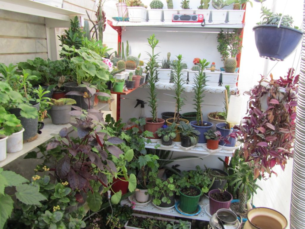 ایده پرورش گل و گیاه در منزل