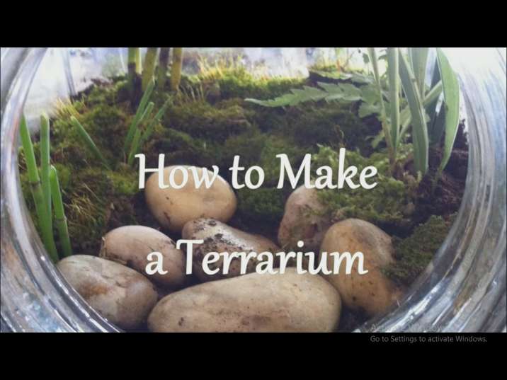 روش ساخت تراریوم (باغ شیشه ای) در خانه
