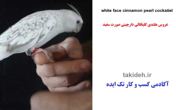 عکس طوطی عروس گلباقالی دارچینی صورت سفید