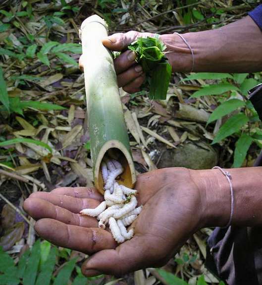 کرم بامبو به عنوان یک از حشرات خوراکی در چین (Bamboo Worms)