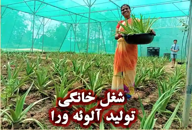 شغل خانگی تولید آلوئه‌ ورا