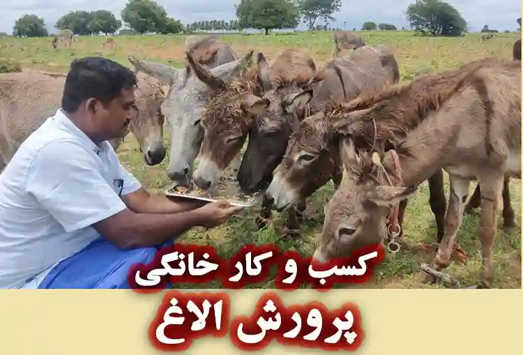 کسب و کار خانگی پرورش الاغ
